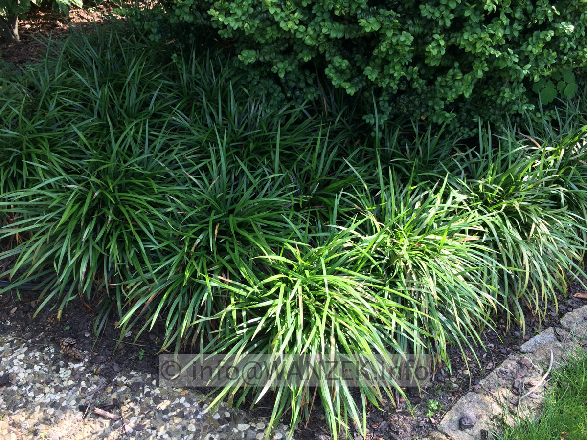 Liriope muscarii  gruen.JPG